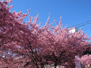 2桜のみ